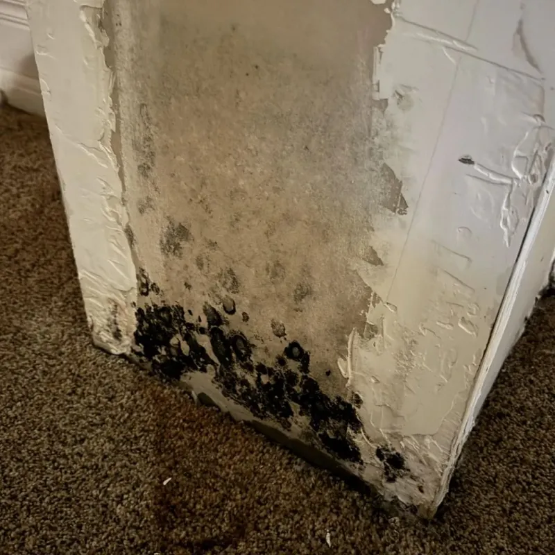 Professional Mold Removal in Union Point, GA